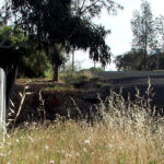 long grass and a iron fence